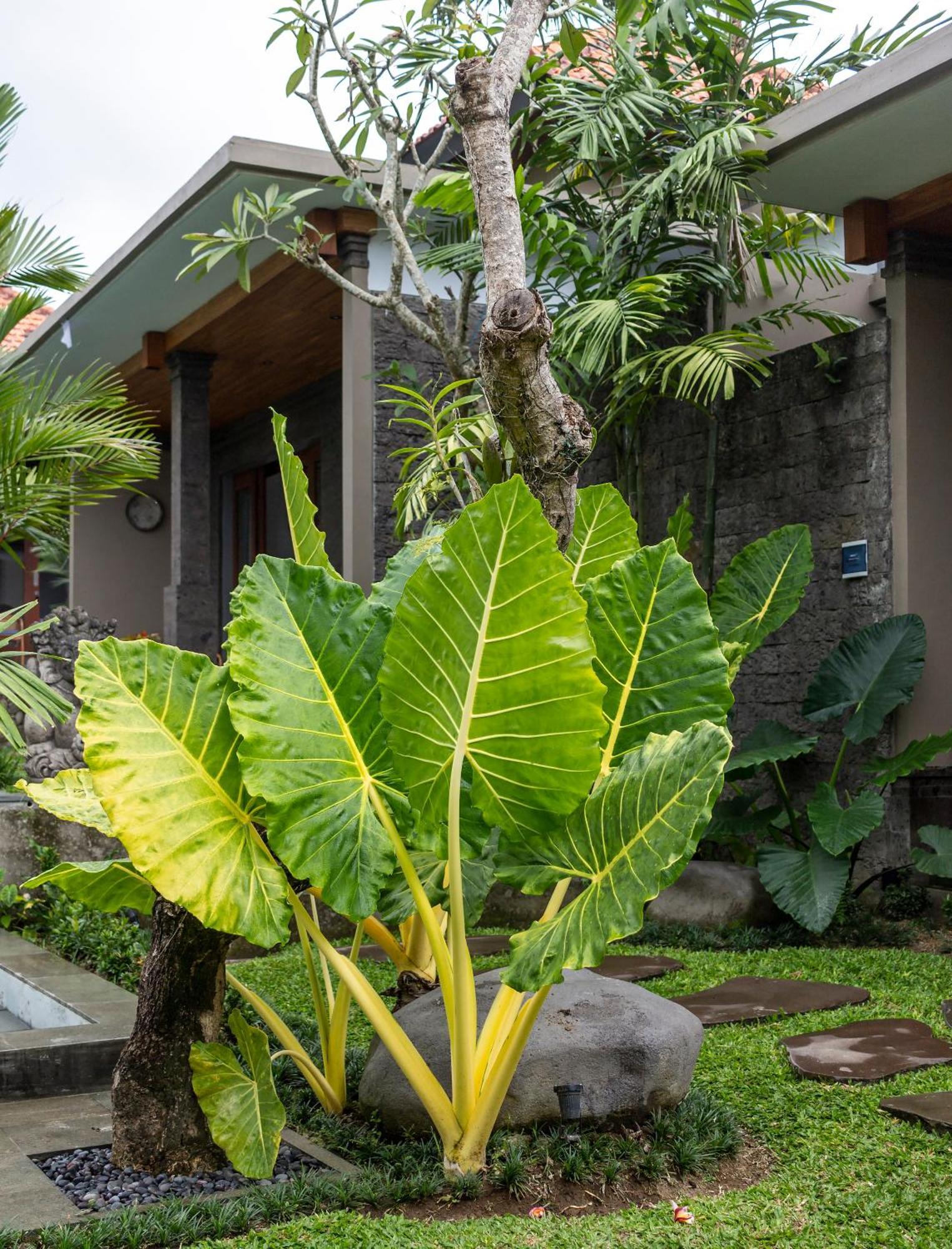 Royal Cottage Private Villa Ubud Exteriér fotografie